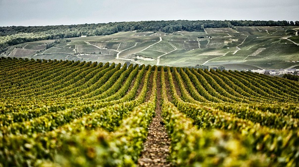 Henriot vineyard